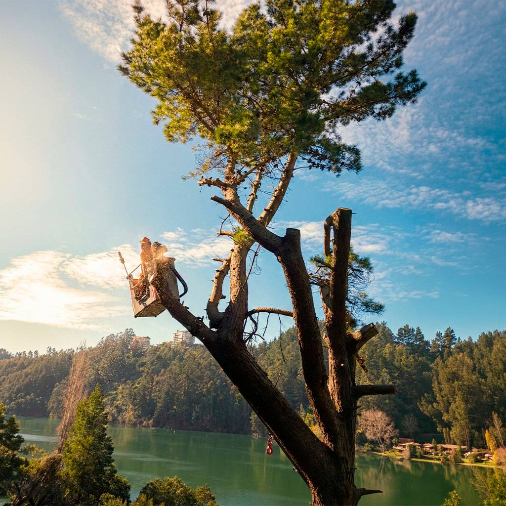 Arborista de Roble Vivo realizando trabajos en altura