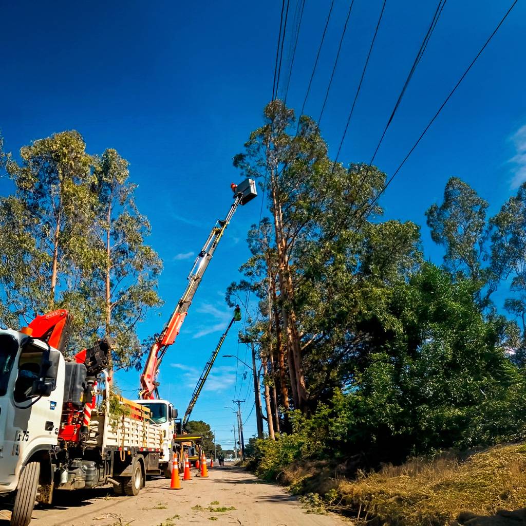 Servicio de poda de árboles en altura realizado por arboristas profesionales en Concepción, Chile.