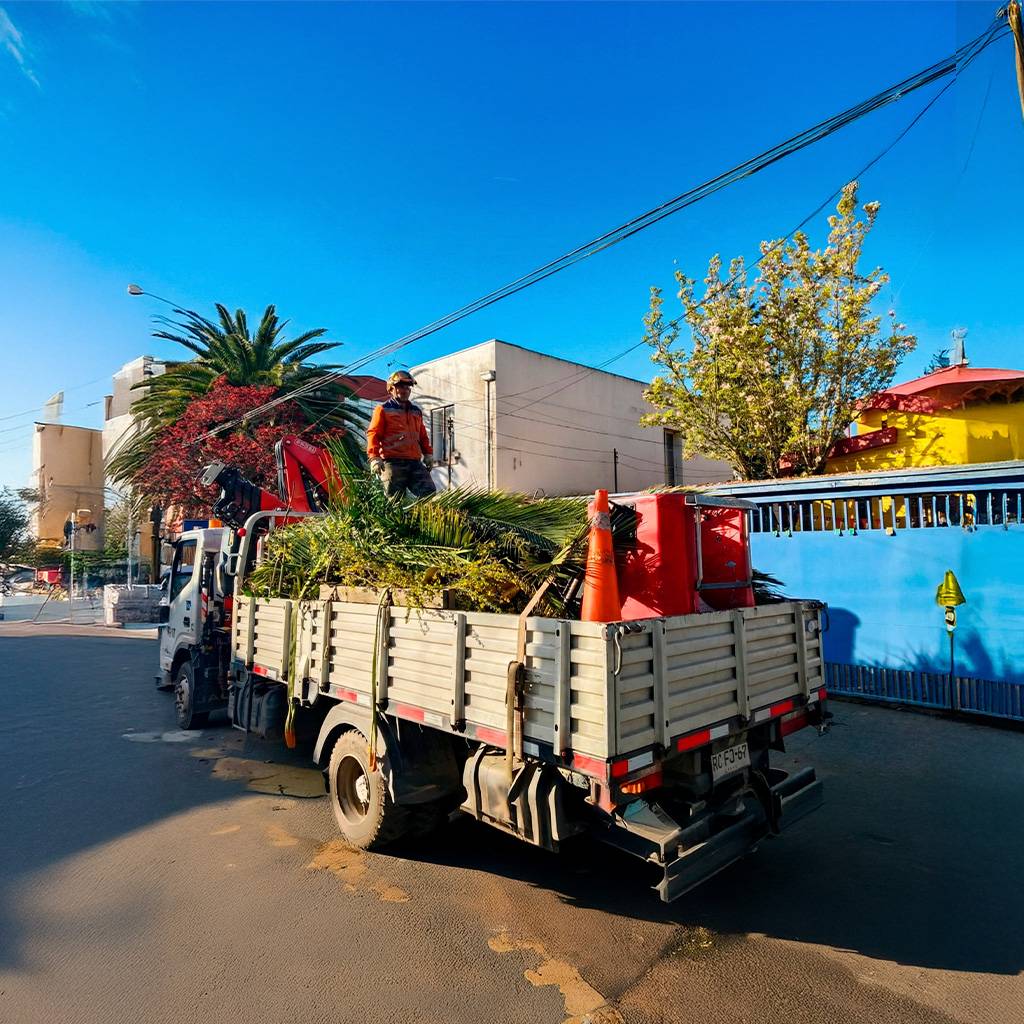 Uso de equipamiento de altura y grúas para el desmantelamiento seguro de árboles de gran tamaño.