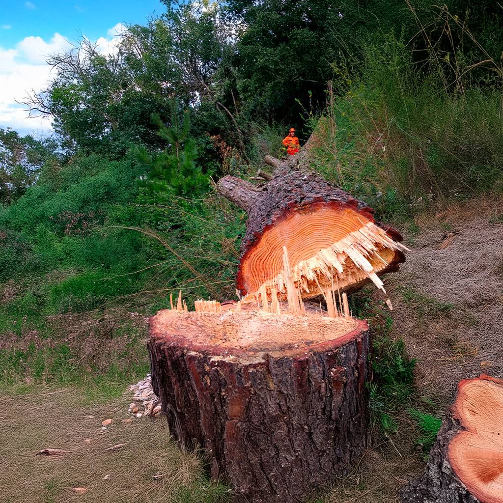 Técnica de tala por secciones realizada por arboristas expertos en zonas urbanas con poco espacio.
